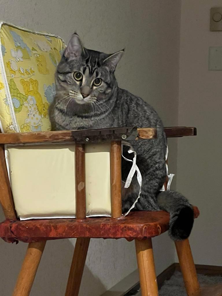 Dolly, a Adoptable Domestic Short Hair in Madison , WI image 1/5