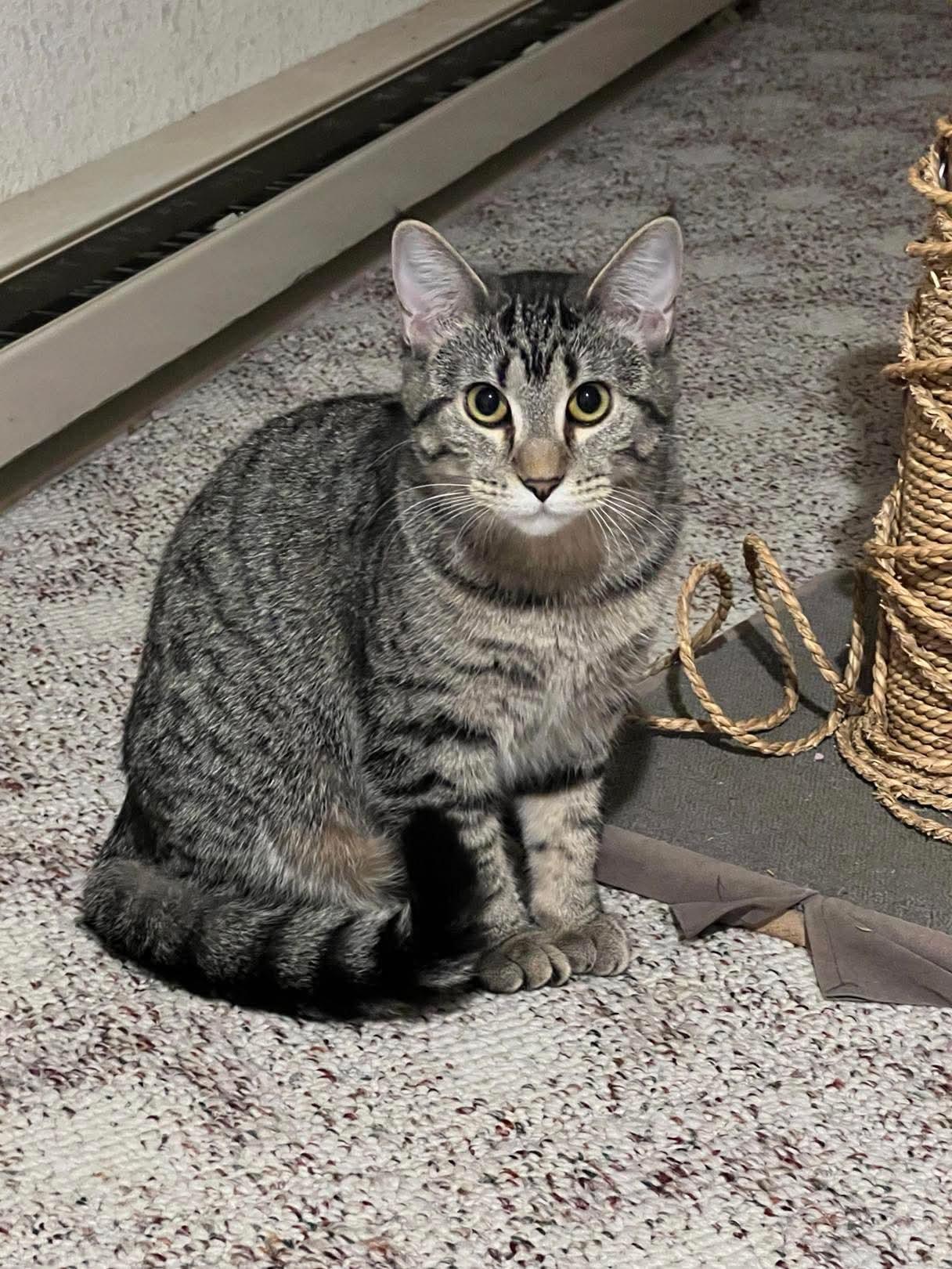 Dolly, a Adoptable Domestic Short Hair in Madison , WI image 3/5