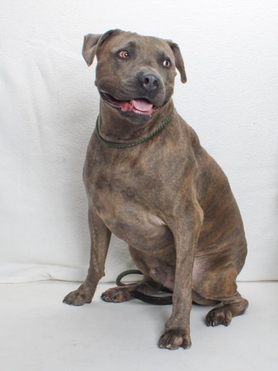 Enlarge OZZIE, a Adoptable mixed breed in Burbank, CA image 2/2