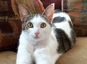 Frannie, a Adoptable Domestic Short Hair in San Diego, CA image 1/3