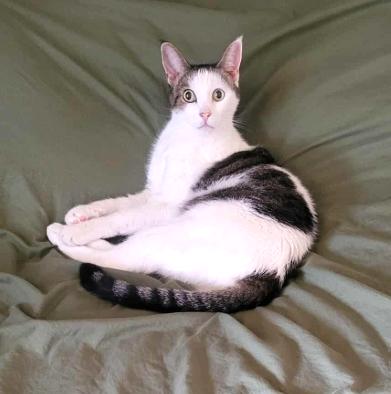 Frannie, a Adoptable Domestic Short Hair in San Diego, CA image 2/3