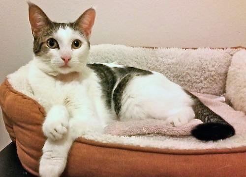 Frannie, a Adoptable Domestic Short Hair in San Diego, CA image 3/3