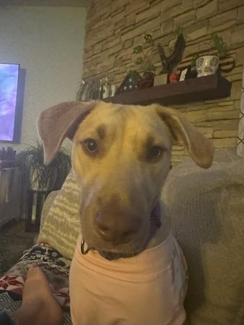 Lady, Adopted, Puppy Female Labrador Retriever & Hound.