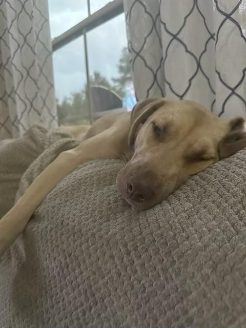 Enlarge Lady, a Adopted mixed breed in Glen Allen, VA image 2/3