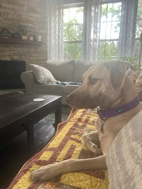 Enlarge Lady, a Adopted mixed breed in Glen Allen, VA image 3/3