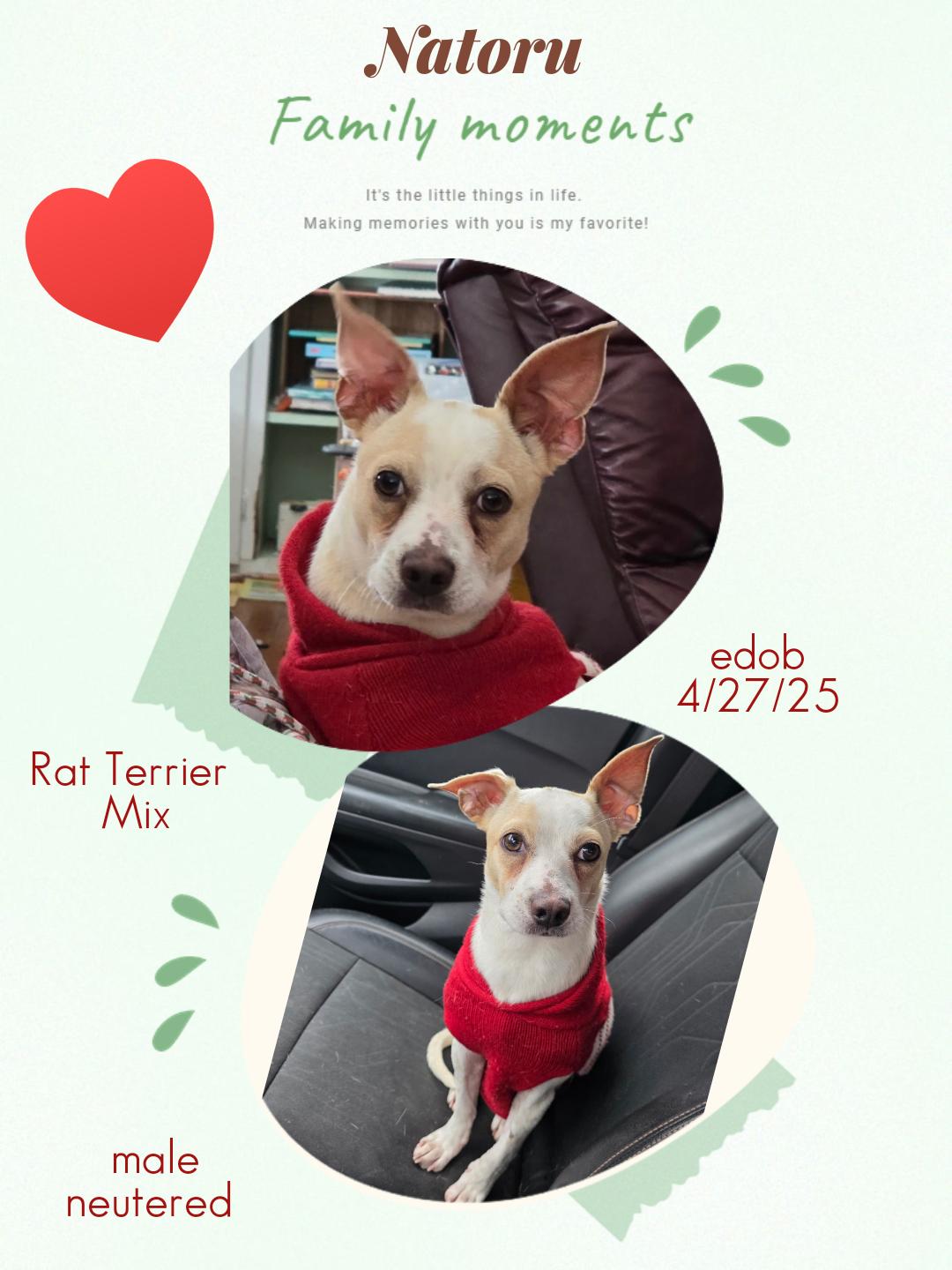 Enlarge Natoru MV14218-T  LOCAL Adoption Event in Marysville 2/20 and 2/21, an adopted Rat Terrier in Marysville, WA image 2/3