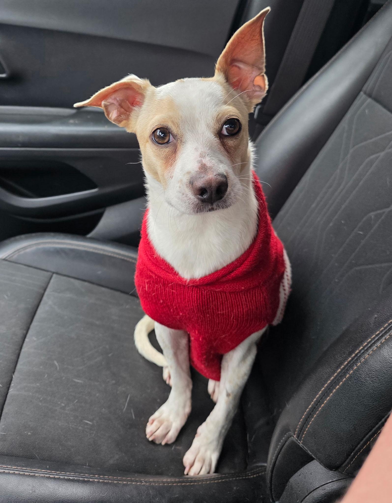 Natoru MV14218-T  LOCAL Adoption Event in Marysville 2/20 and 2/21, adopted, Adult Male Rat Terrier.