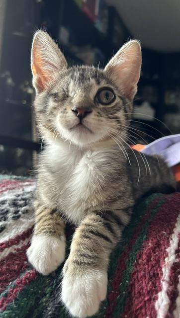 Enlarge Moody, an adopted Domestic Short Hair in BURNABY, BC image 1/1