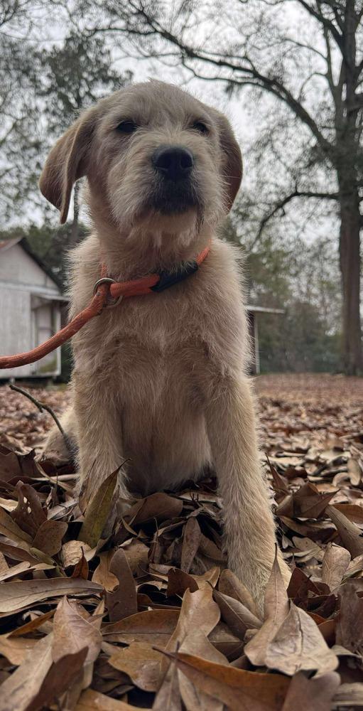Buttermilk, Adoptable, Puppy Female Terrier & Labrador Retriever.
