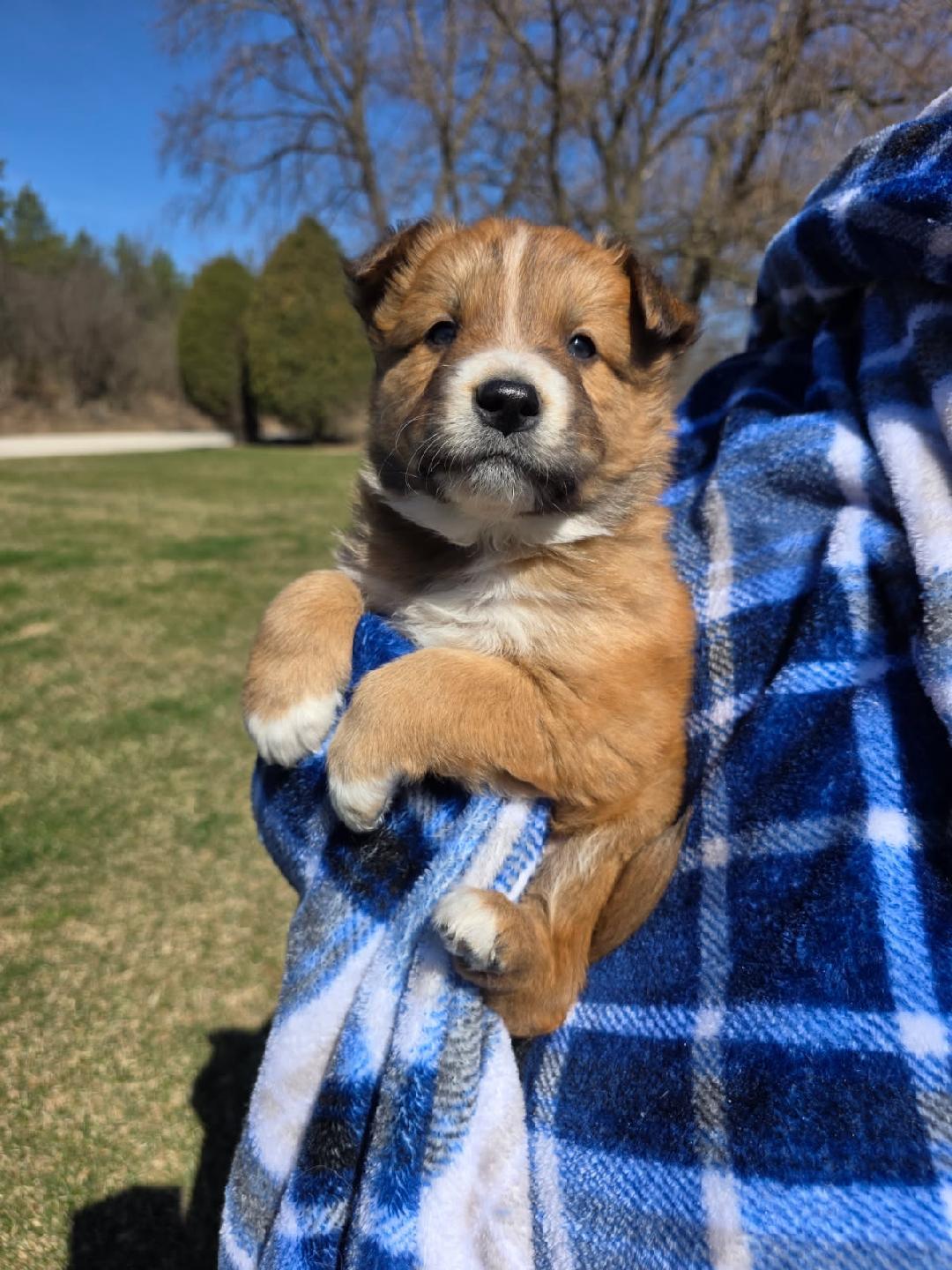 Enlarge Dansby, an adopted mixed breed in Orland Park, IL image 1/4