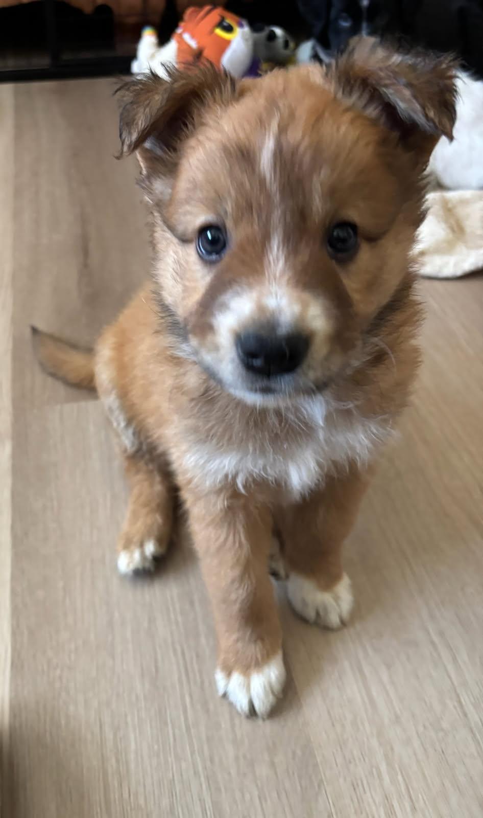 Enlarge Dansby, an adopted mixed breed in Orland Park, IL image 3/4