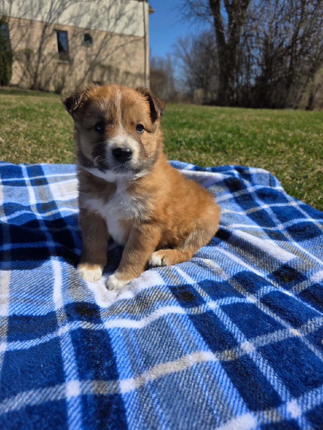 Enlarge Dansby, an adopted mixed breed in Orland Park, IL image 2/4