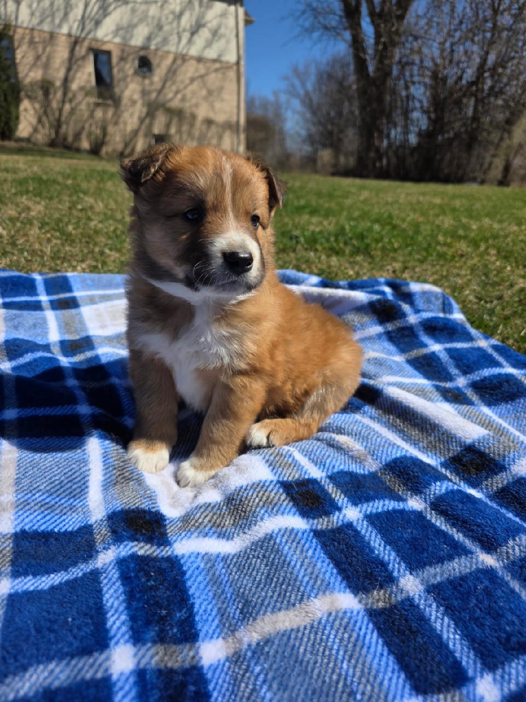 Enlarge Dansby, an adopted mixed breed in Orland Park, IL image 4/4