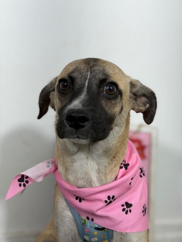 Dan-One of our Amazing Rescue Dogs, Adoptable, Puppy Male Pug & Italian Greyhound.
