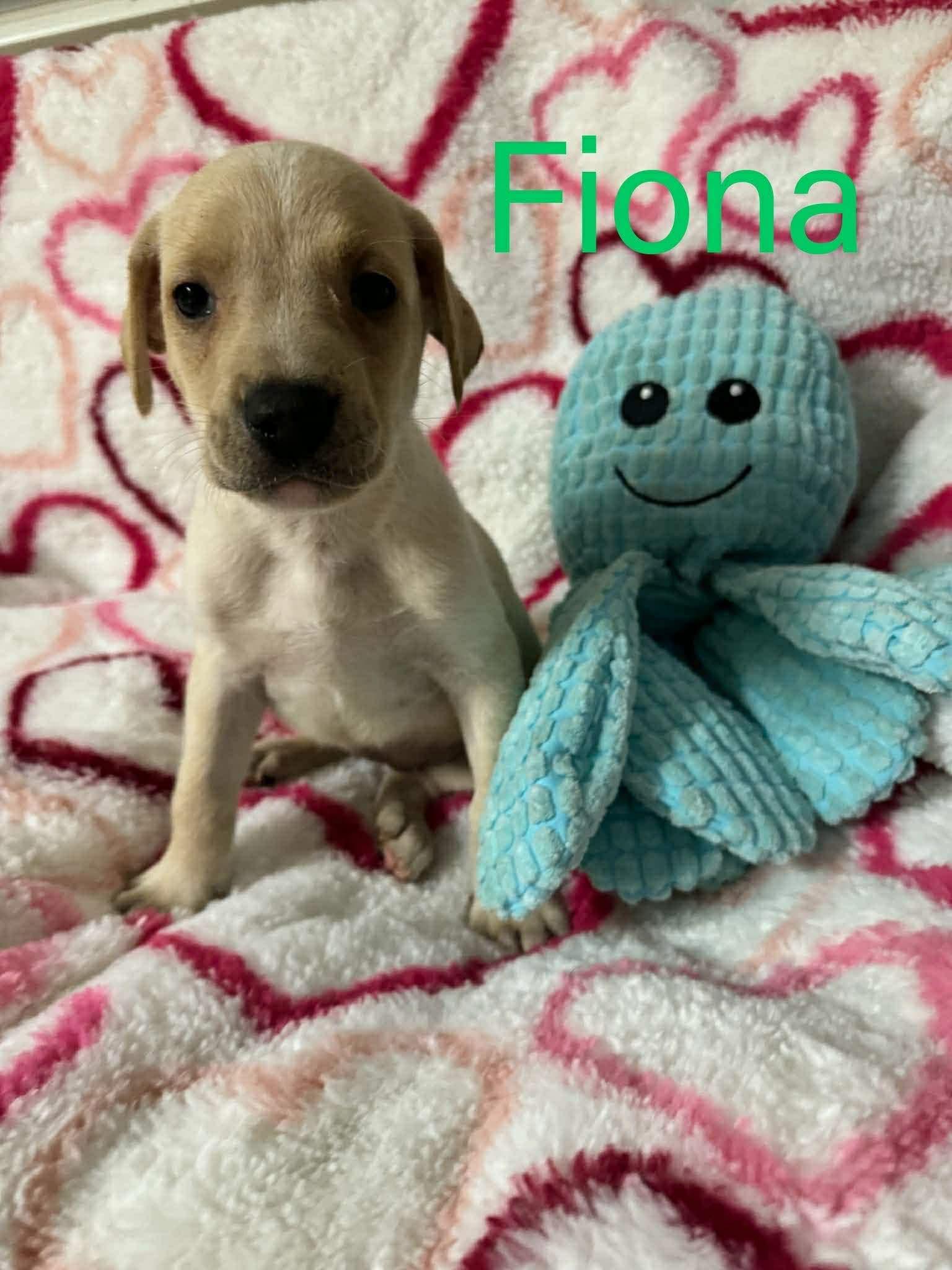 Enlarge FIONA, a Adoptable Labrador Retriever in Pomfret Center, CT image 1/3