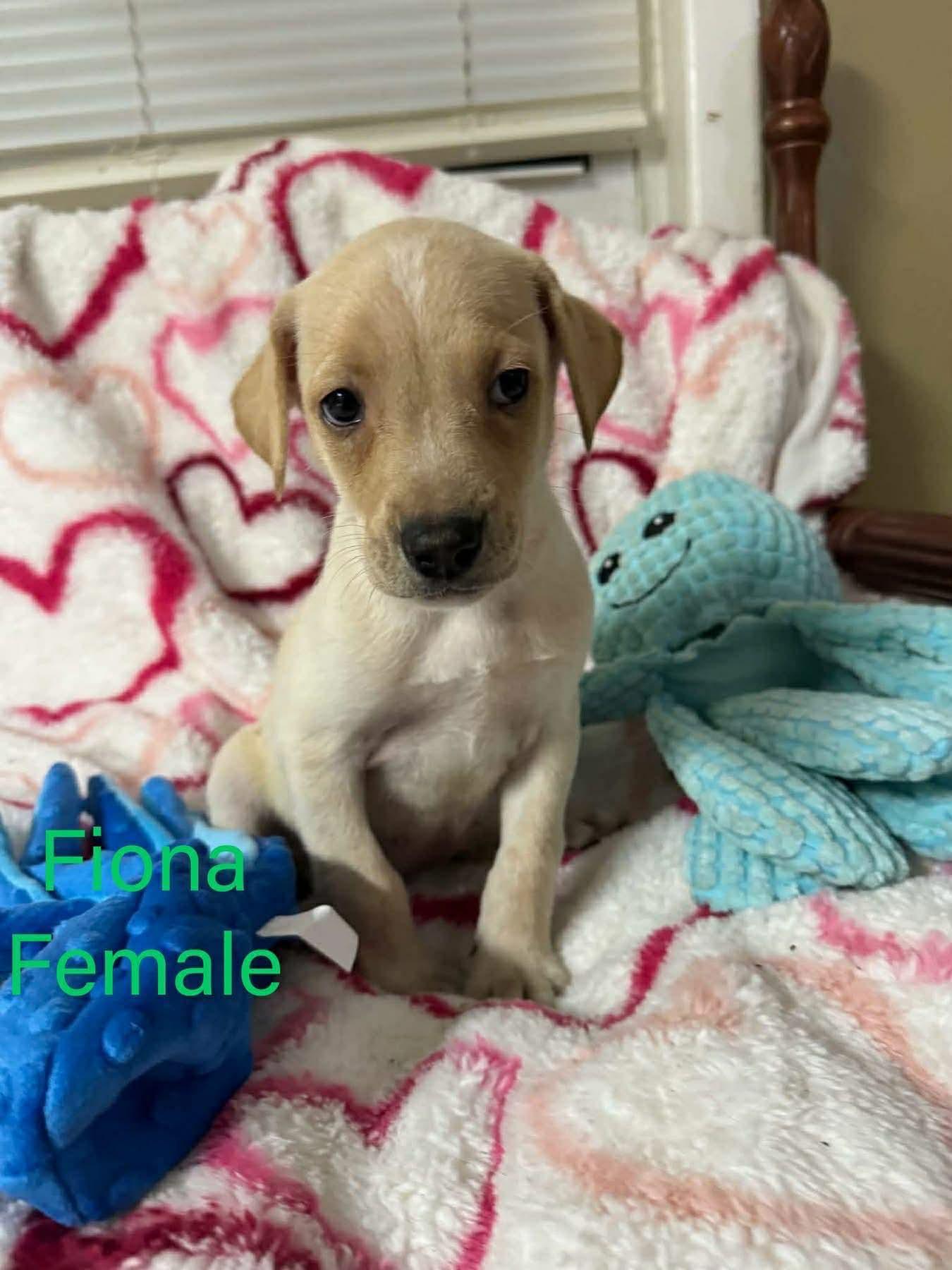Enlarge FIONA, a Adoptable Labrador Retriever in Pomfret Center, CT image 2/3
