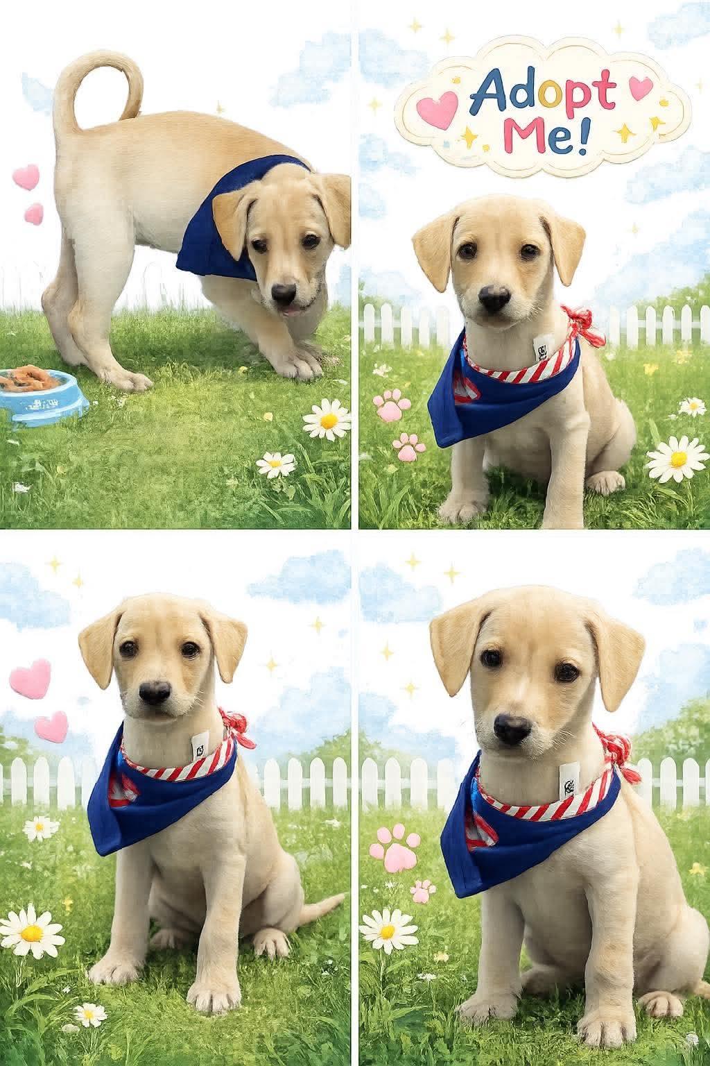 Enlarge FIONA, a Adoptable Labrador Retriever in Pomfret Center, CT image 3/3
