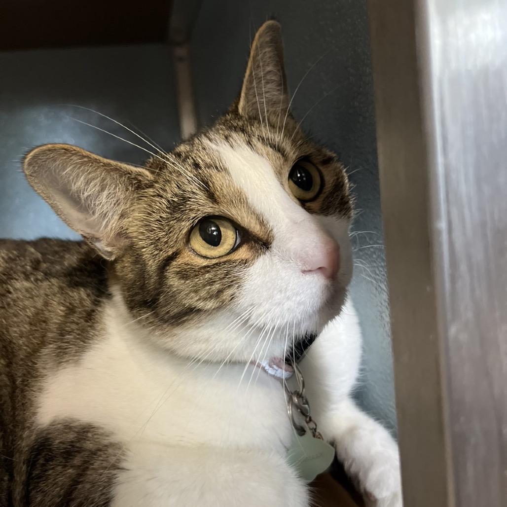 Enlarge Namaari, a Adoptable Domestic Short Hair in Uniontown, PA image 1/2