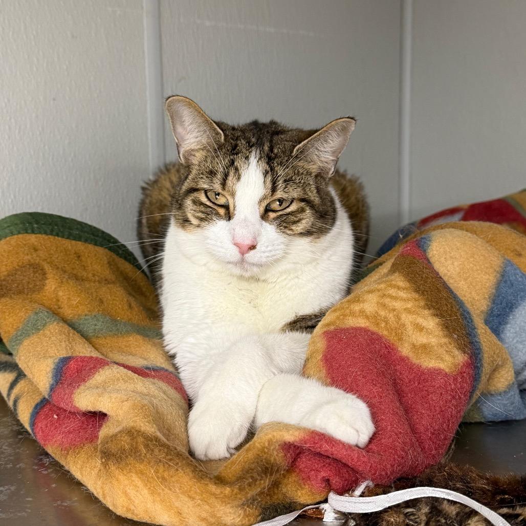 Enlarge Namaari, a Adoptable Domestic Short Hair in Uniontown, PA image 2/2