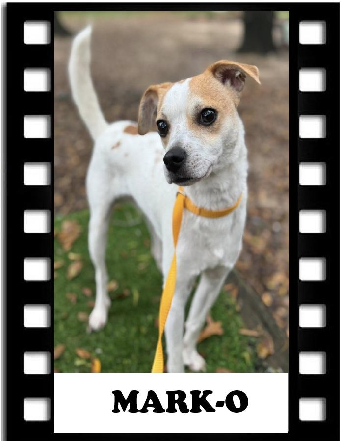 Mark-O, Adoptable, Adult Male Jack Russell Terrier.