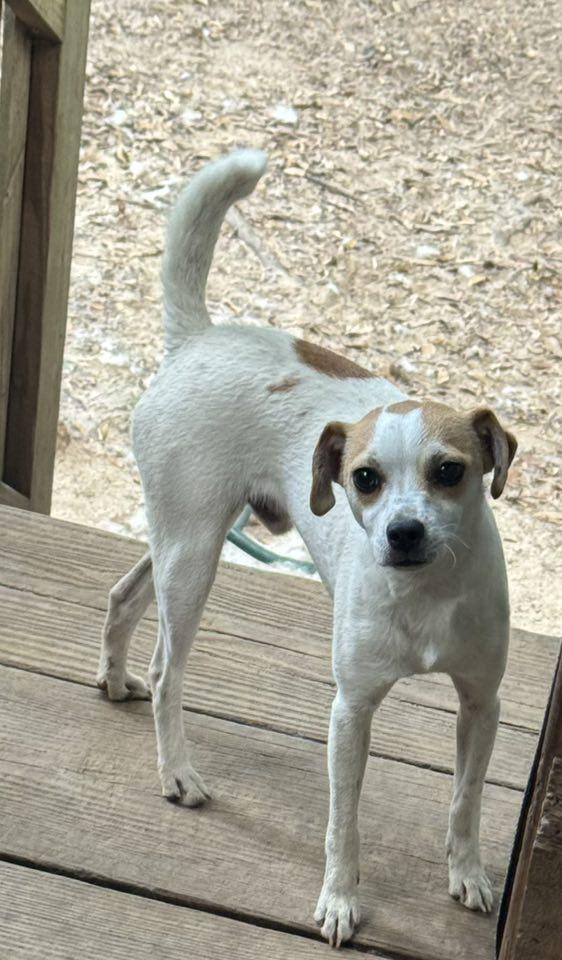 Mark-O, a Adoptable Jack Russell Terrier in Navarre, FL image 2/3