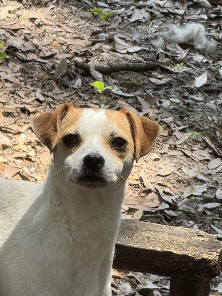 Mark-O, a Adoptable Jack Russell Terrier in Navarre, FL image 3/3