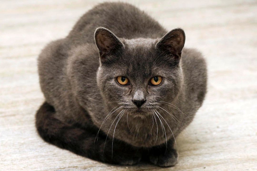 Midnight, Adoptable, Adult Female Domestic Short Hair.