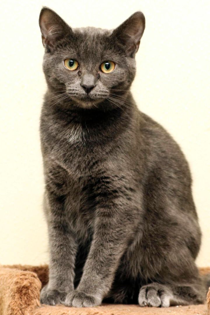 Midnight, a Adoptable Domestic Short Hair in Cashiers, NC image 2/10