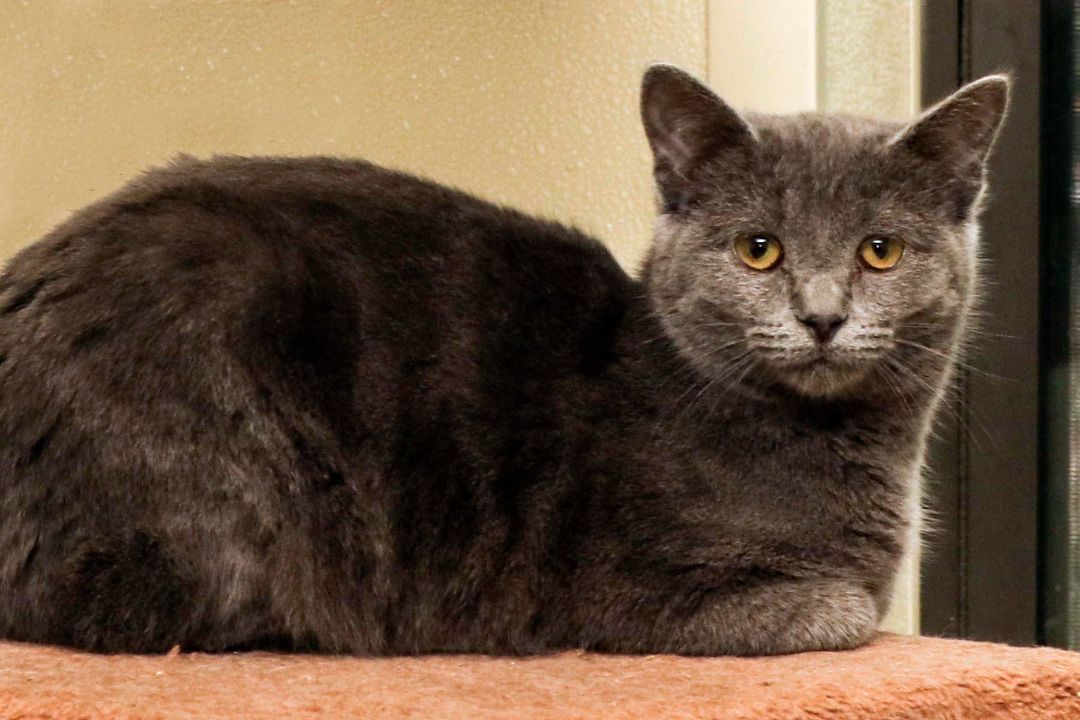 Midnight, a Adoptable Domestic Short Hair in Cashiers, NC image 3/10