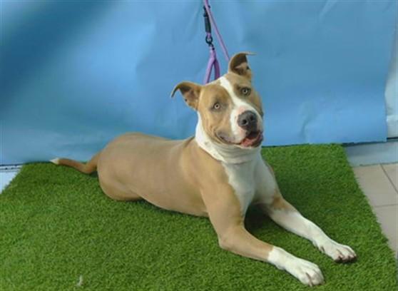 BOSLEY, Adoptable, Young Male Pit Bull Terrier.