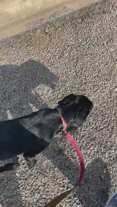 Enlarge Midnight, a Adopted Labrador Retriever in Llano, TX video 6/11