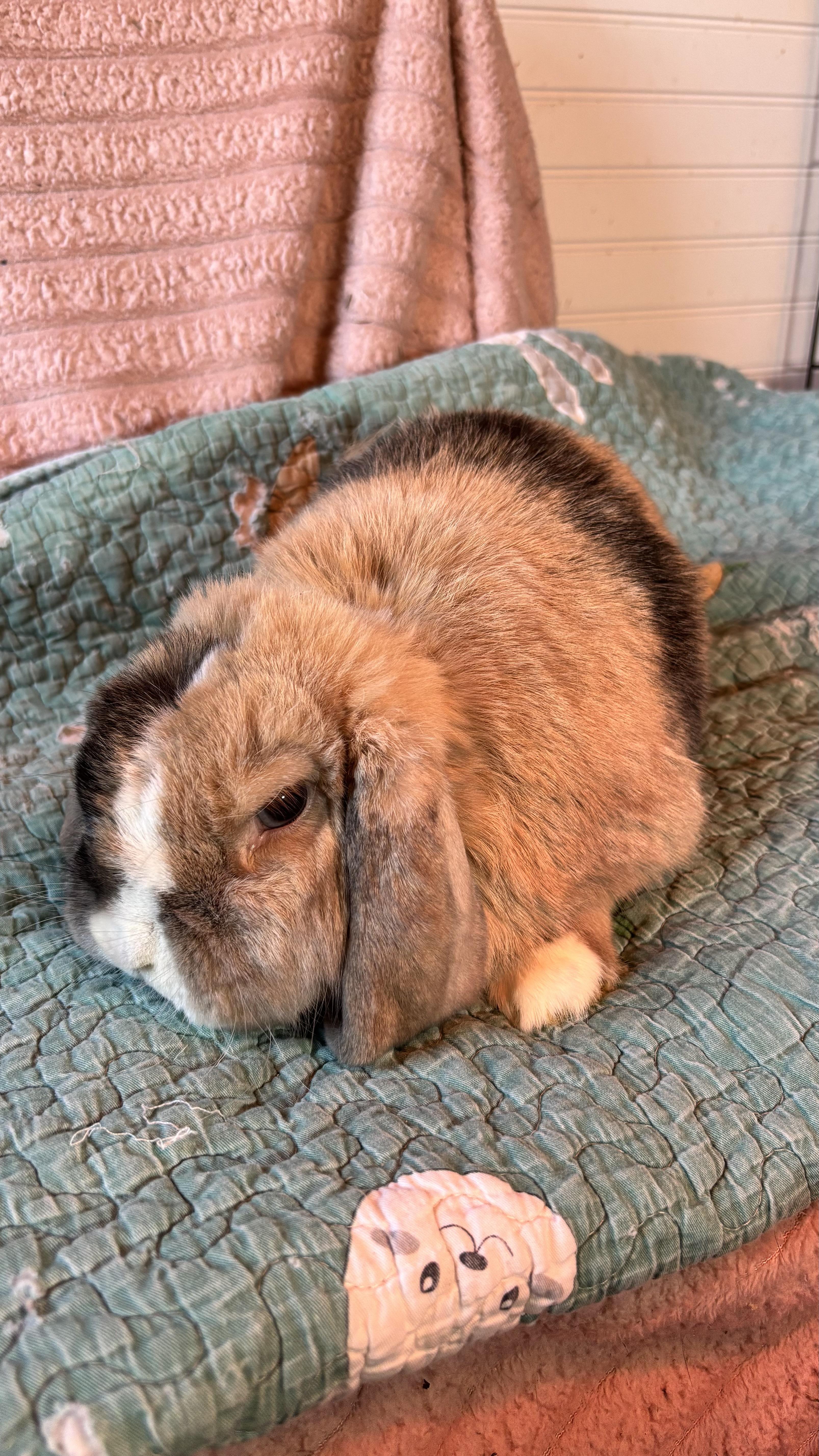 Cupid , adopted, Adult Female Mini Lop.