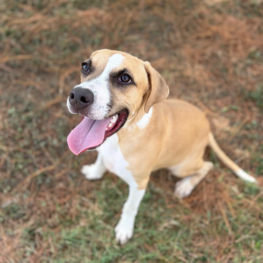 Acorn 26-05-150, Adoptable, Young Male Terrier & Mixed Breed.