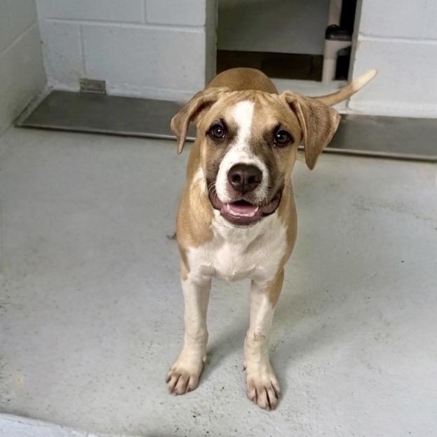 Acorn 26-05-150, a Adoptable mixed breed in Bastrop, TX image 2/6