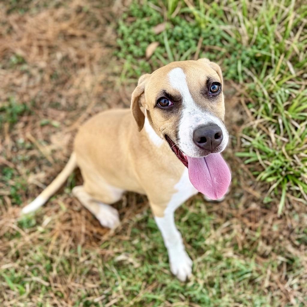 Acorn 26-05-150, a Adoptable mixed breed in Bastrop, TX image 4/6