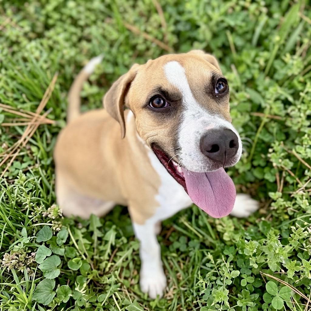 Acorn 26-05-150, a Adoptable mixed breed in Bastrop, TX image 6/6