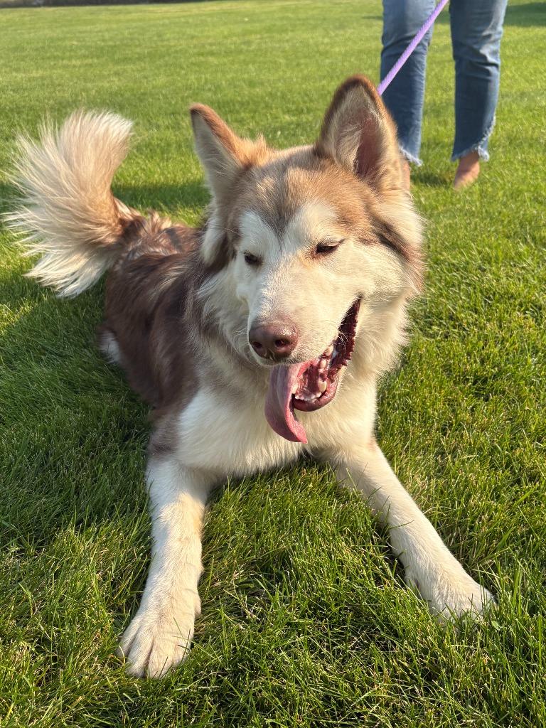 Enlarge Kuzco, a Adoptable Husky in Heber City, UT image 1/3