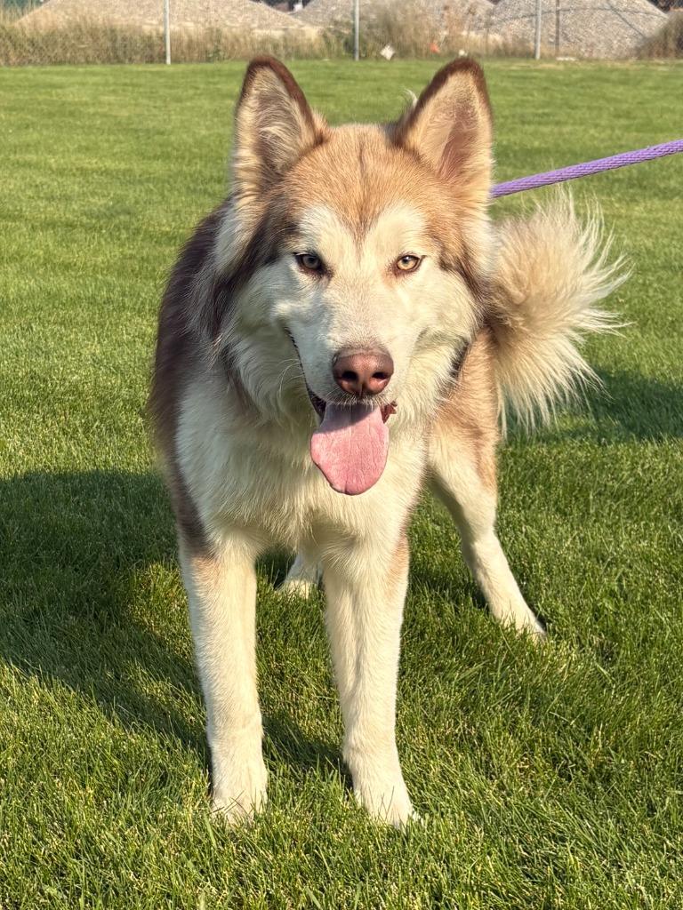 Enlarge Kuzco, a Adoptable Husky in Heber City, UT image 2/3