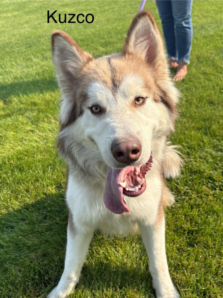 Enlarge Kuzco, a Adoptable Husky in Heber City, UT image 3/3