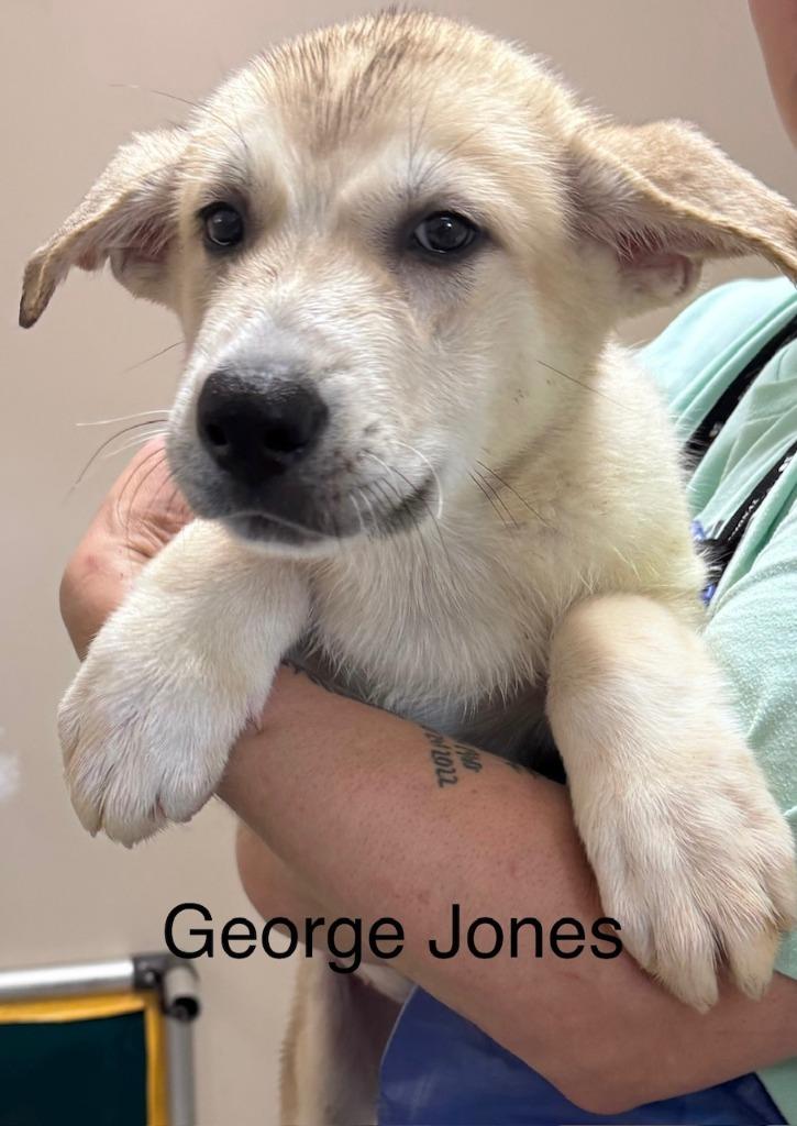 Enlarge George Jones, a Adoptable mixed breed in Crandon, WI image 1/1
