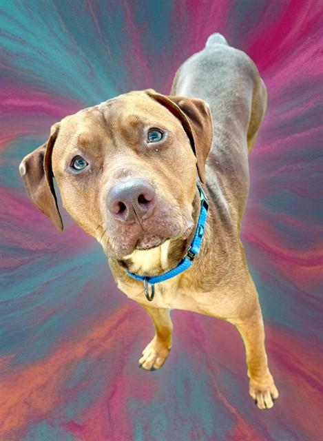 MAGNUS, Adoptable, Young Male Redbone Coonhound & Mixed Breed.