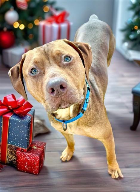 Enlarge MAGNUS, a Adoptable mixed breed in Sarasota, FL image 1/1