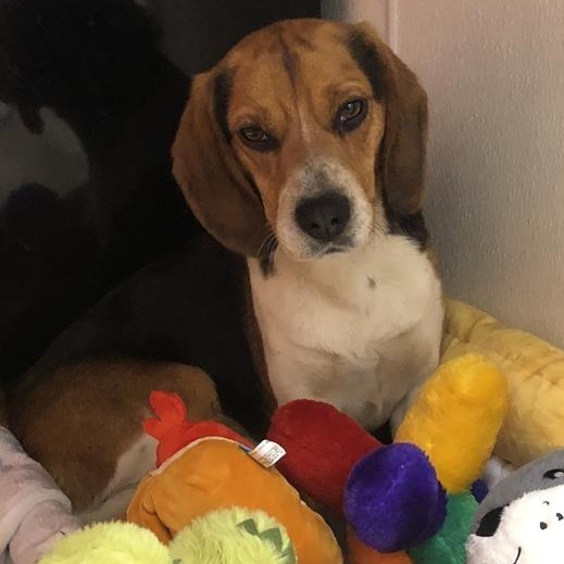 Enlarge Seymour, an adopted Beagle in Prince Frederick, MD image 4/5