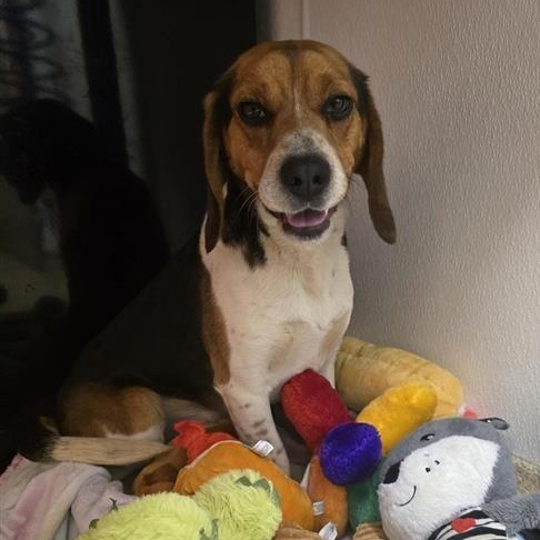 Seymour, adopted, Adult Male Beagle.