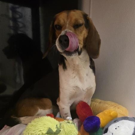 Enlarge Seymour, an adopted Beagle in Prince Frederick, MD image 5/5