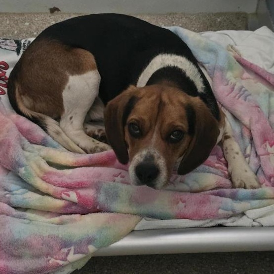 Enlarge Seymour, an adopted Beagle in Prince Frederick, MD image 2/5