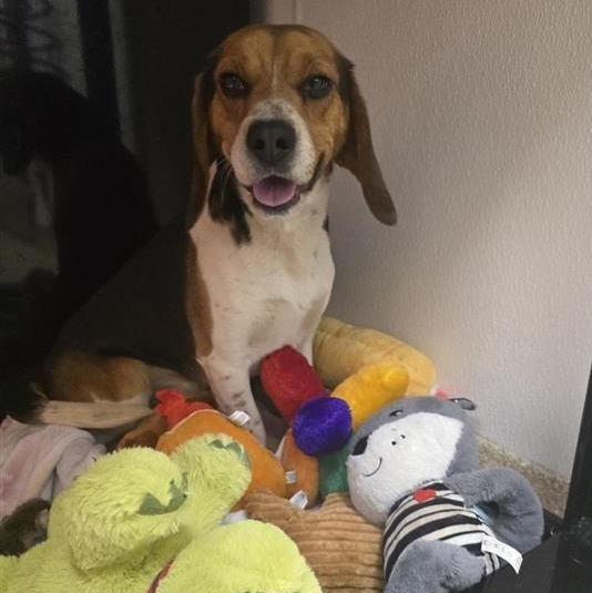 Enlarge Seymour, an adopted Beagle in Prince Frederick, MD image 3/5