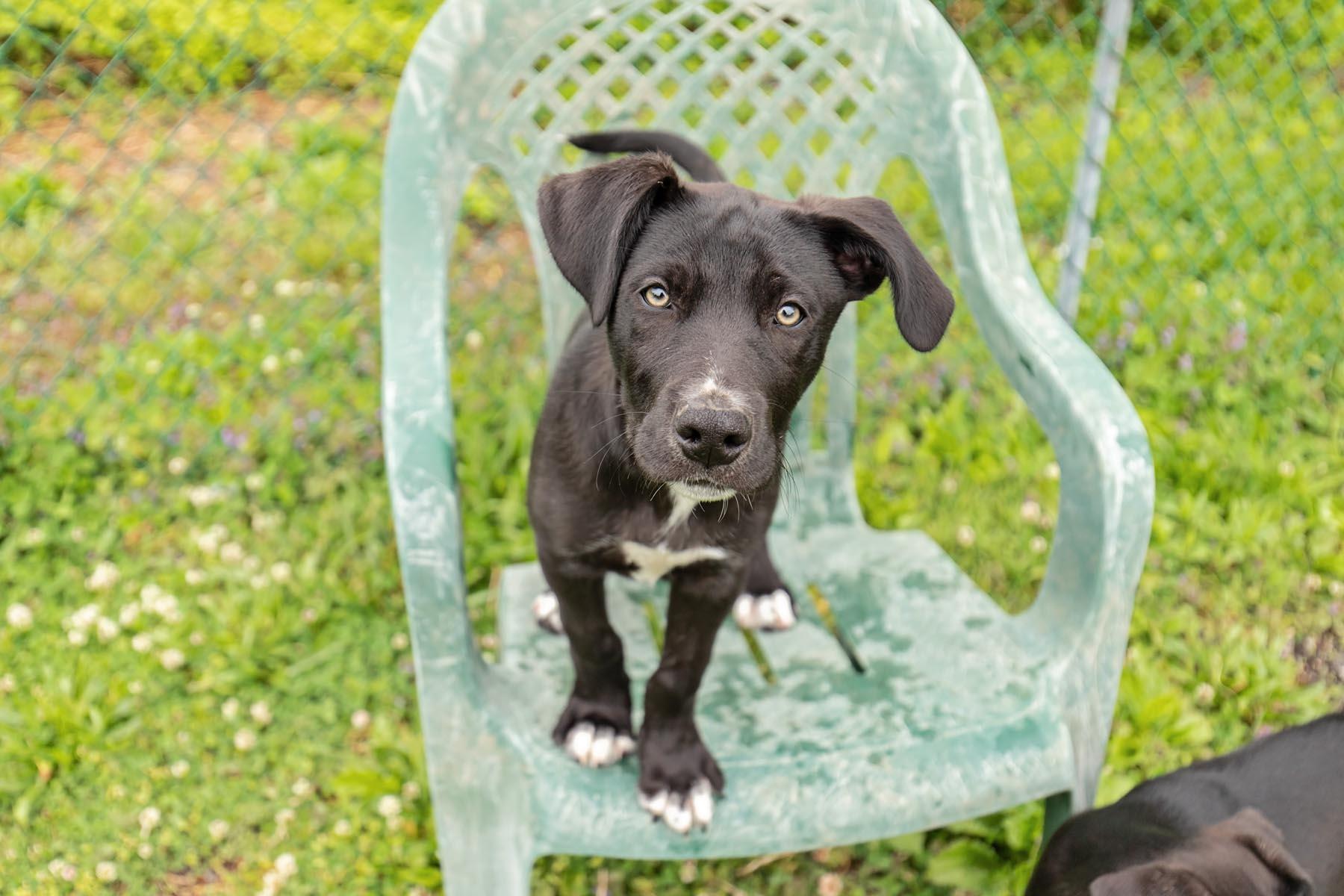 Bentley, a Adoptable mixed breed in Landenberg, PA image 4/6