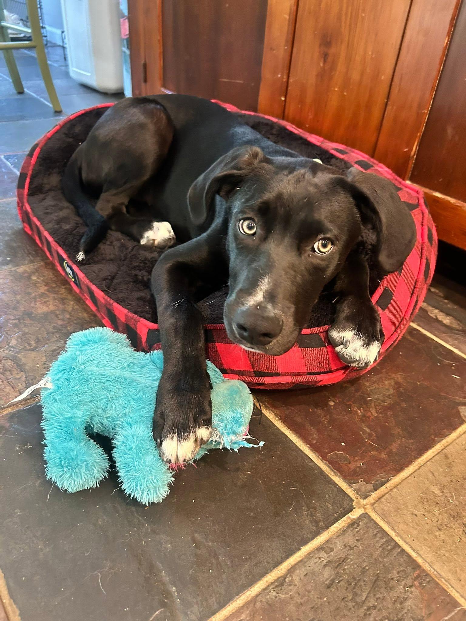 Bentley, Adoptable, Puppy Male Border Collie.