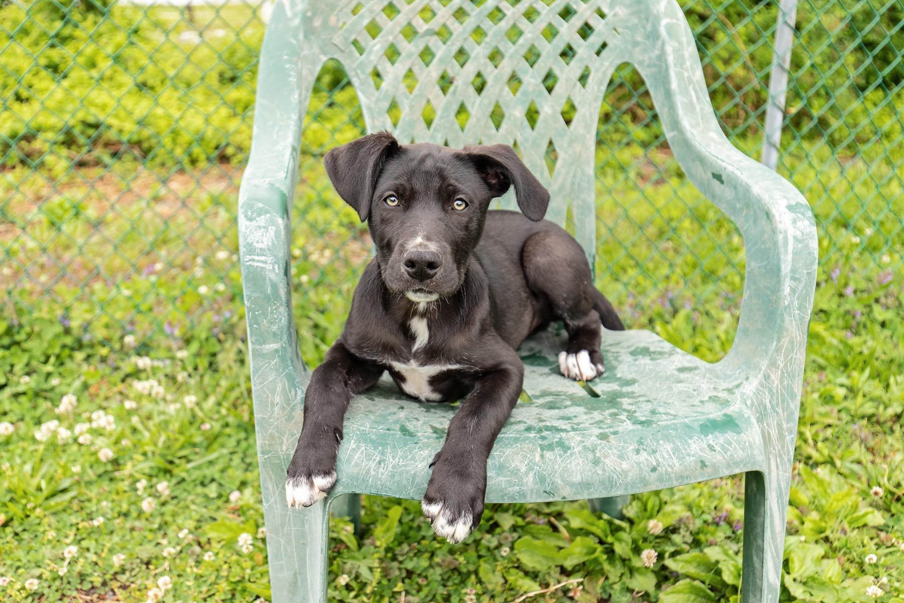Bentley, a Adoptable mixed breed in Landenberg, PA image 5/6